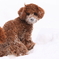 愛犬翔くん　パウダースノーのお庭で