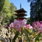 室生寺五重塔　石楠花