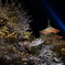 夜間鑑賞　２０１３　４　１