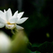 　 ハス花輝く