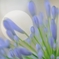 agape anthosⅡ