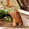 子猫（゜ω゜）