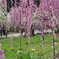 桜より梅が好き