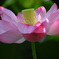water lily0159