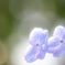 梅雨の花