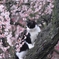 梅とネコ