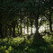 In forest