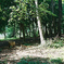 forest and light