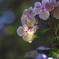 紫陽花