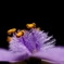 　響き