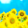 Sunflower in the rain