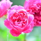 公園の花々