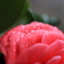 身ごもり