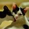 仔猫の兄妹