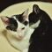 仔猫の兄妹２