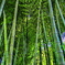 竹林