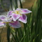 北潟湖花菖蒲園にて