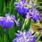 北潟湖花菖蒲園にて