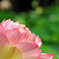 花はす公園にて