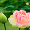 花ハス公園にて