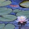水上の輝き