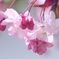 春の詩