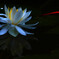 Water lily 2