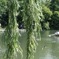 中島公園
