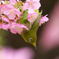 メジロと河津桜
