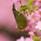 河津桜とメジロ