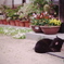 家に住み着いてる黒猫さん