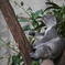 東山動物園　コアラ