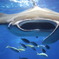 ちゅら海水族館　マンタ
