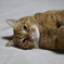 飼い猫