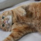 飼い猫