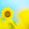 夏の花