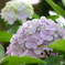 紫陽花