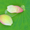 散った蓮