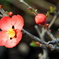 木瓜の花