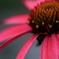 HANA・HANA 132 (Echinacea)　