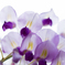 Wisteria Flowers