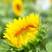 花ひらく時間
