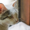 ねこ