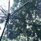 雨