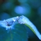 Art of morning dew Pt13