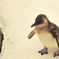 ペンギン