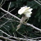花が咲いた様に
