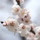 梅の花