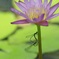 夏の恋ものがたり