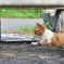 伊豆の猫